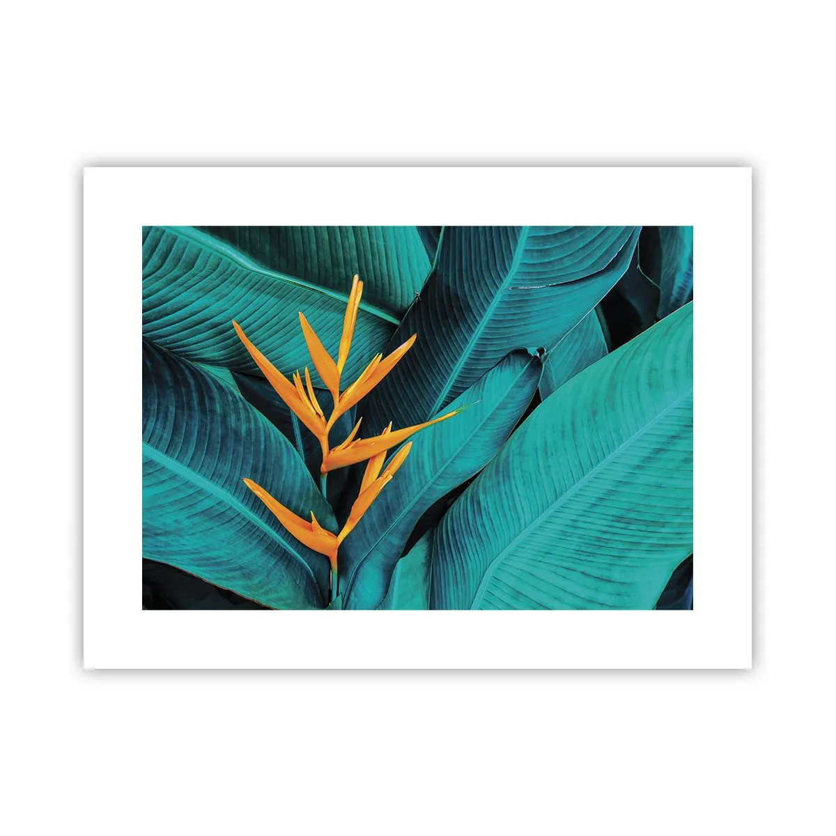 Affisch - Edens blomma - 40x30 cm