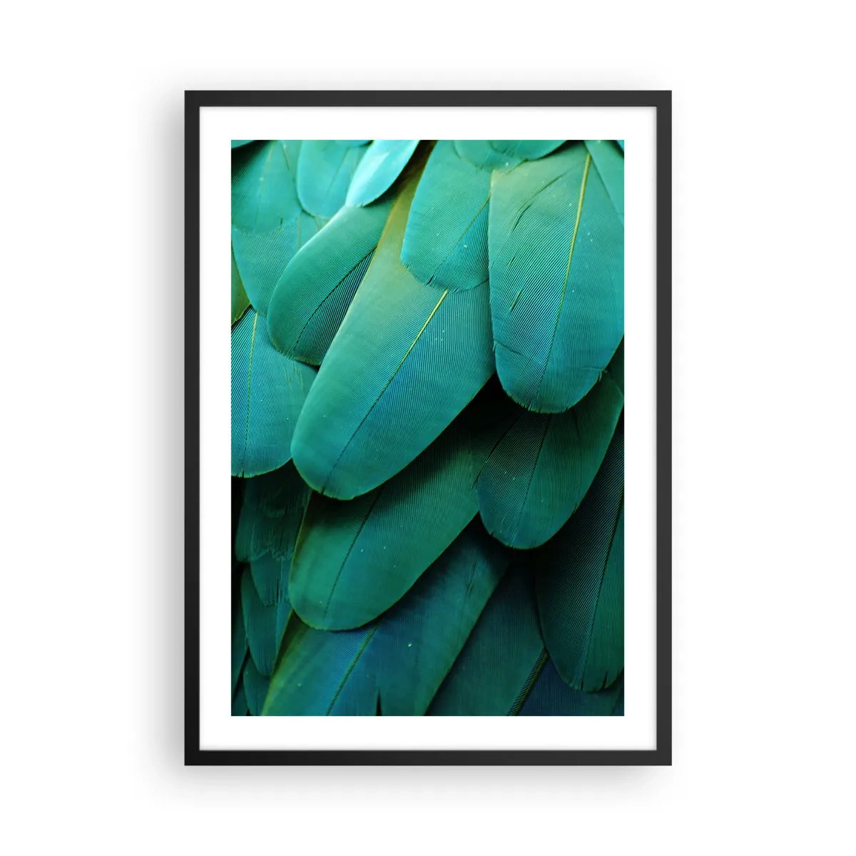 Affisch i svart ram - Precision av papegojans natur - 50x70 cm