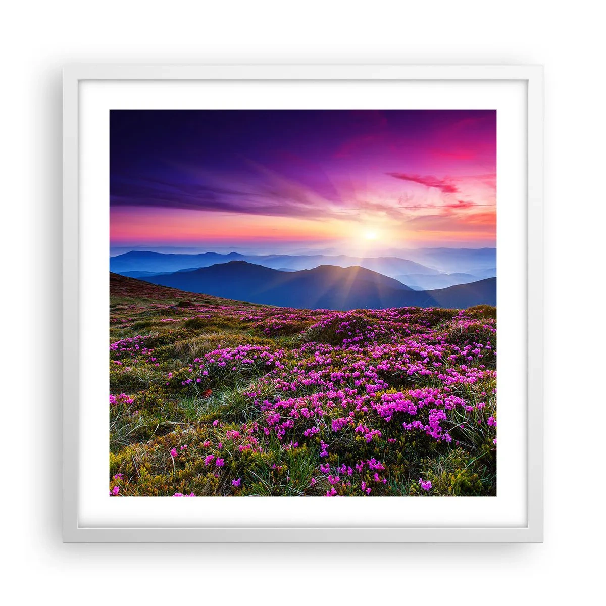 Affisch i vit ram - Doftande örter - 50x50 cm