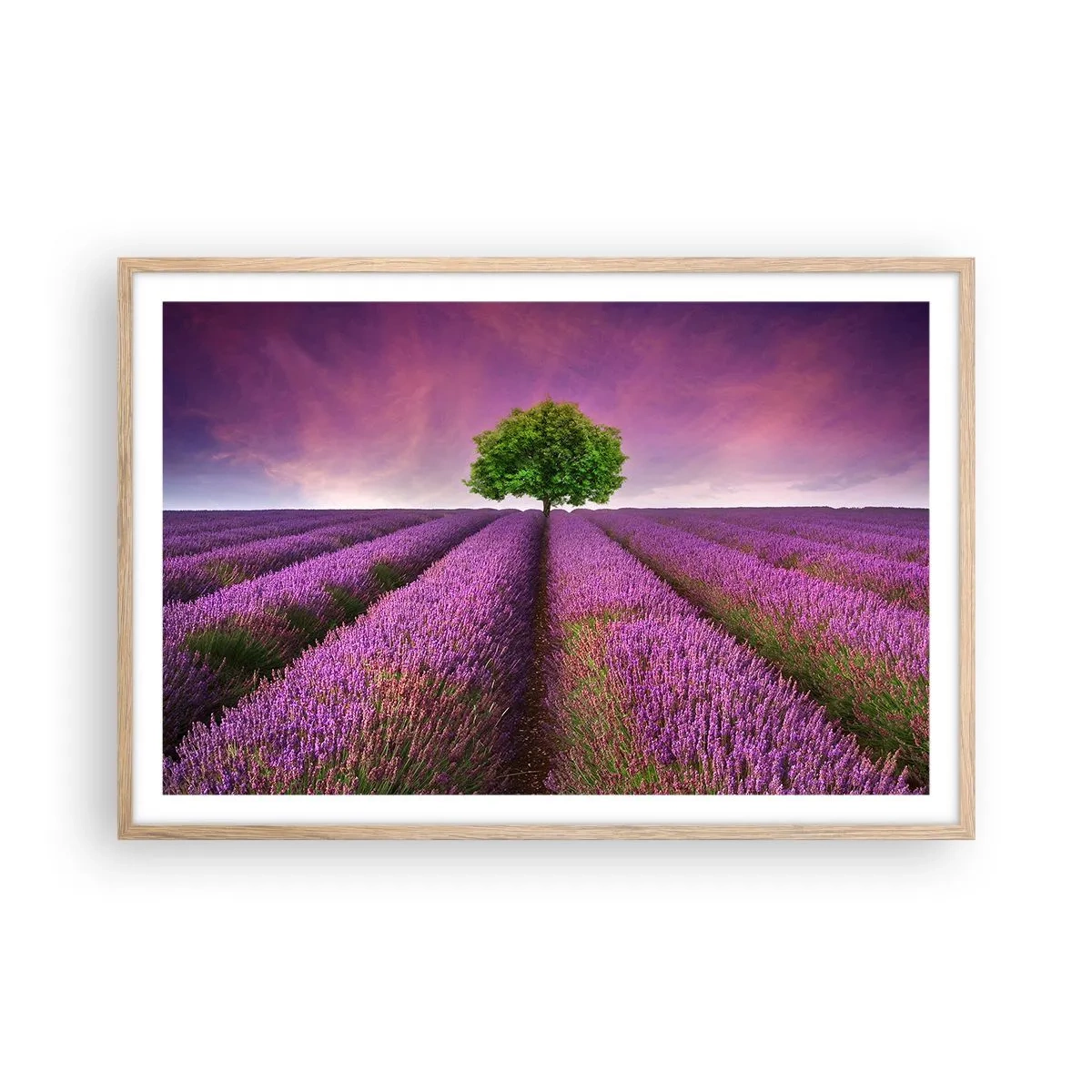 Affisch i ram av ljusek - På lavendelåkrarna - 91x61 cm
