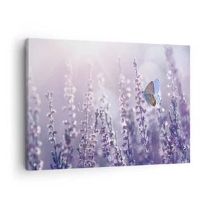 Canvastavla - Bild på duk - En fjäril på blommande lavendel i morgonljuset - 70x50cm - En fjärils kyss - Modern väggdekoration för vardagsrum och sovrum ARTTOR