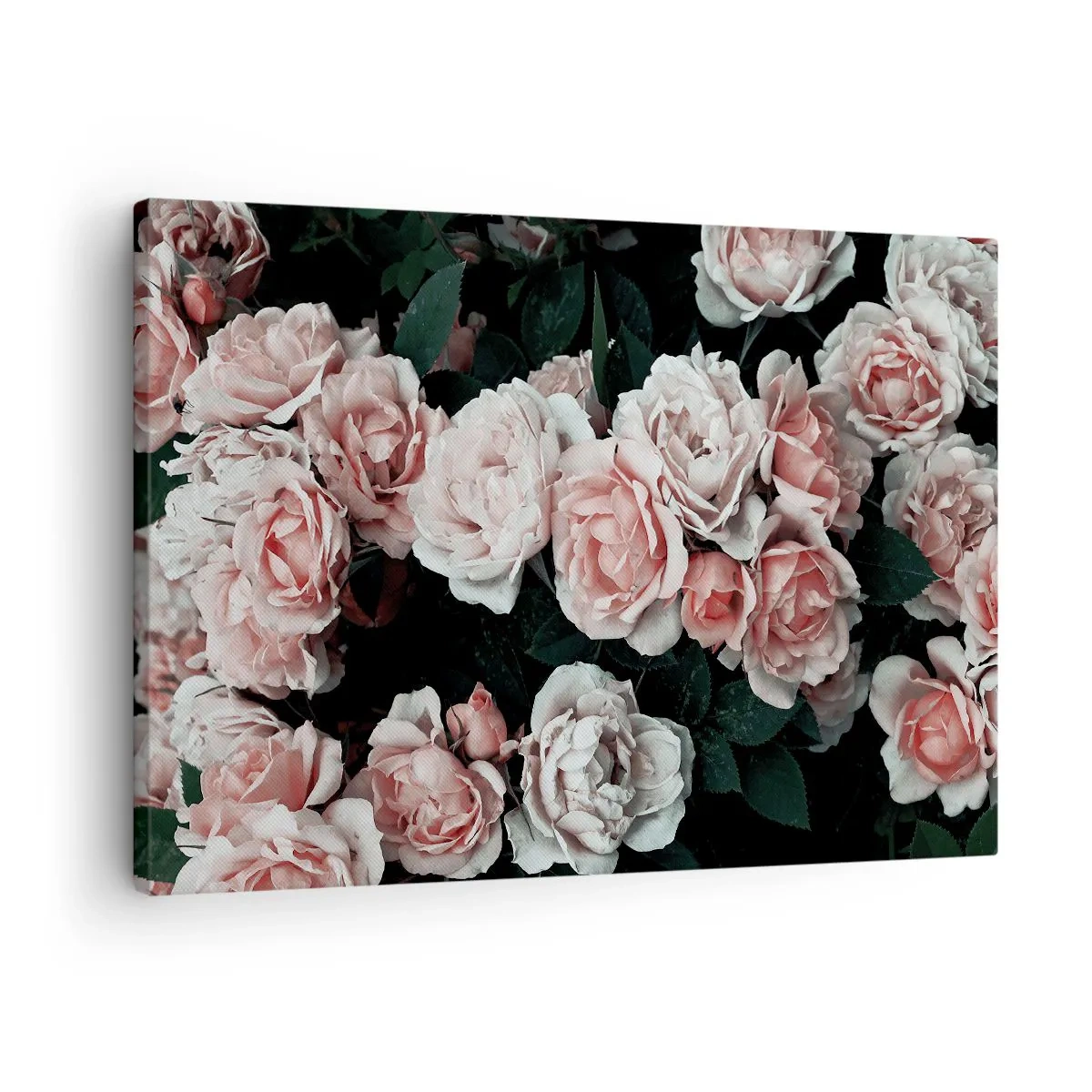 Canvastavla - Bild på duk - Rosa rosor på en mörk bakgrund i en subtil komposition - 70x50cm - Rosansamble - Modern väggdekoration för vardagsrum och sovrum ARTTOR