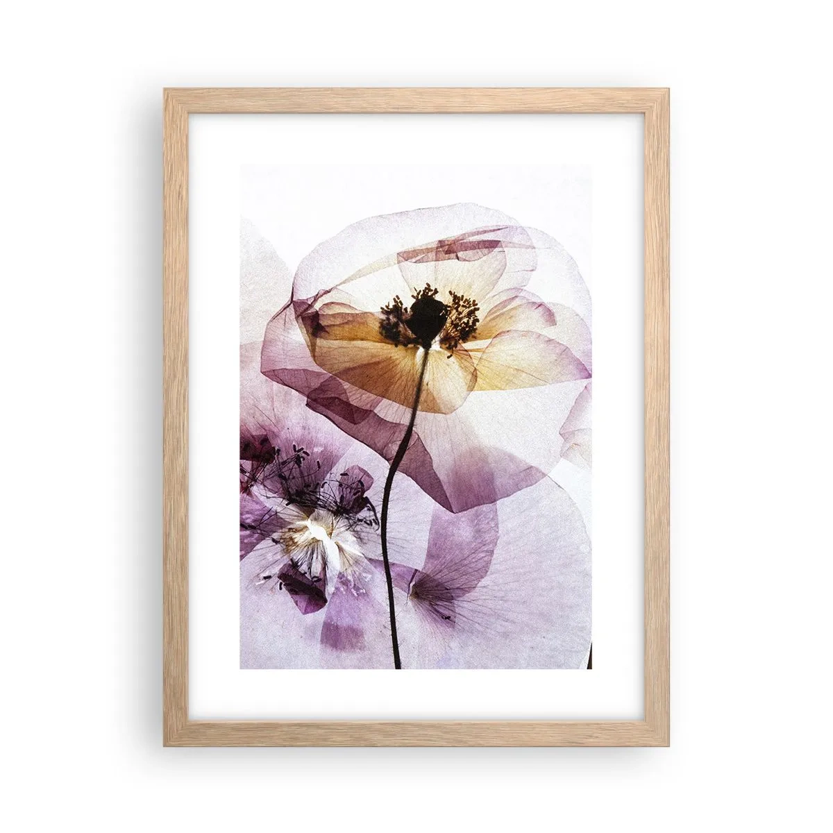 Affisch i ram av ljusek - Blommornas transparenta kroppar - 30x40 cm