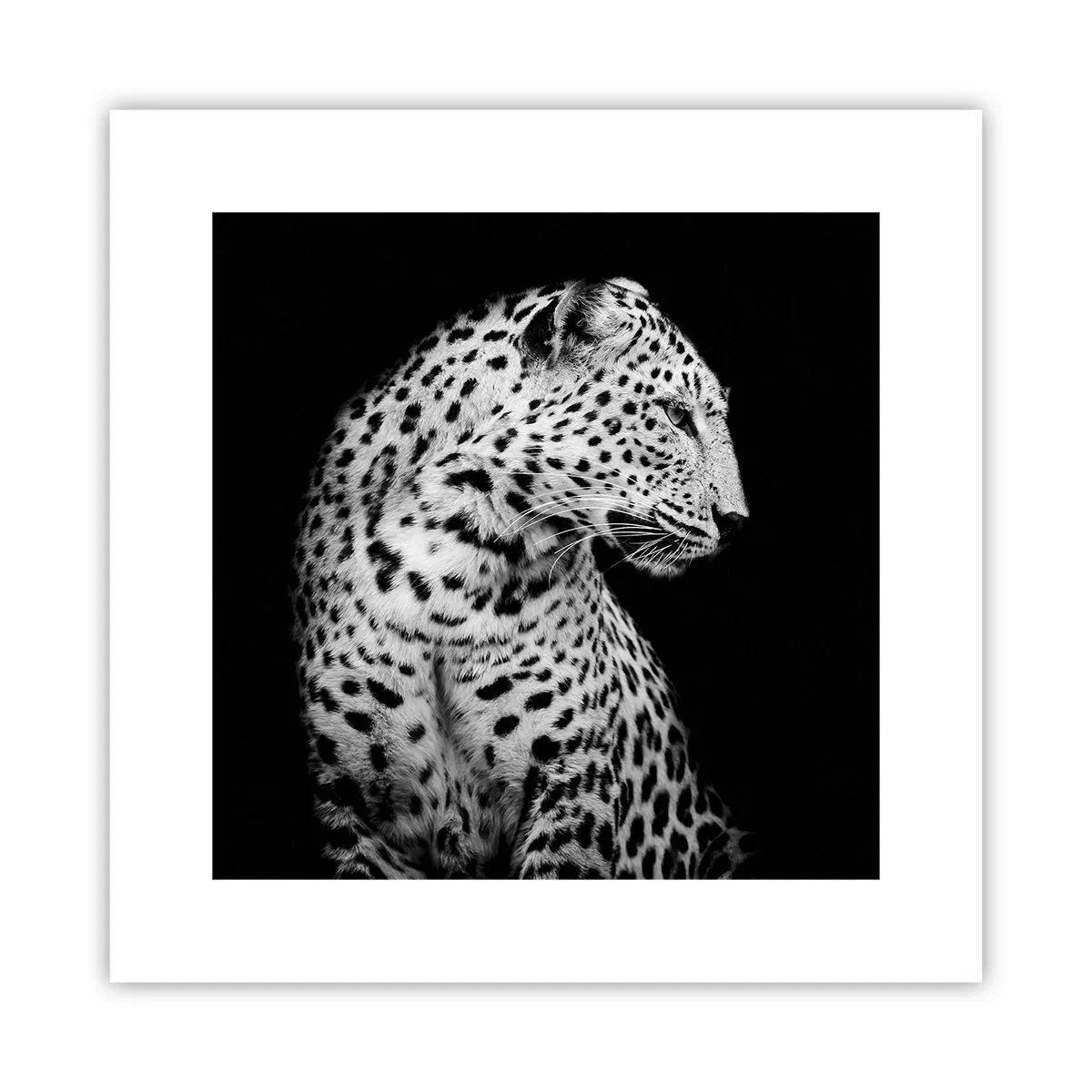 Affisch - Perfekt höger profil! - 30x30 cm