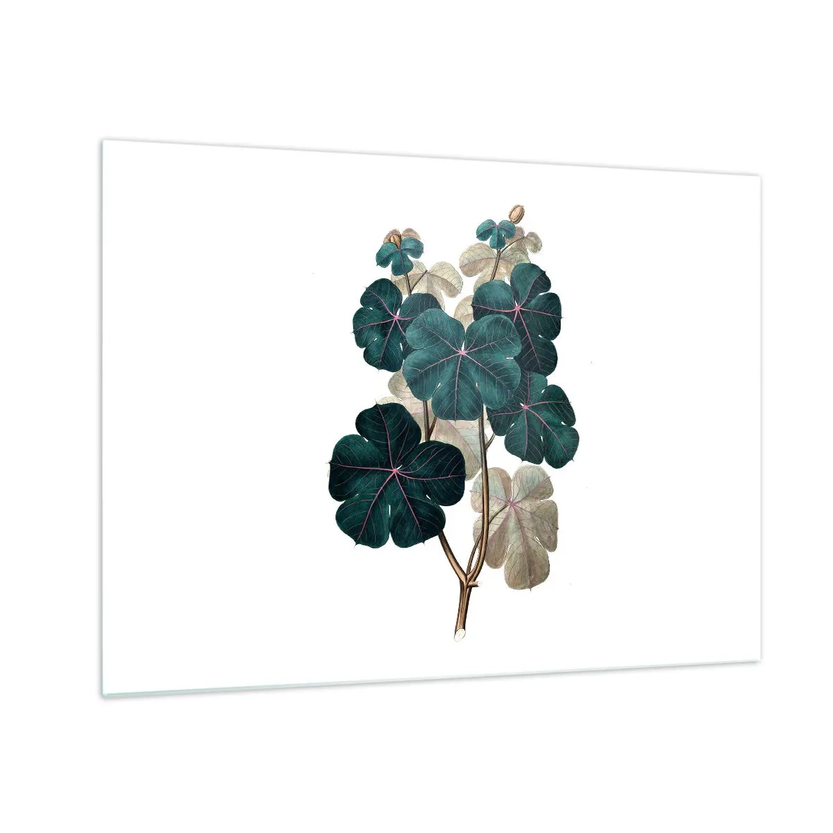 Glastavla - Bild på glas - Botanisk illustration av gröna blad på vit bakgrund - 70x50cm - Från ett gammalt herbarium - Modern väggdekoration för vardagsrum och sovrum ARTTOR