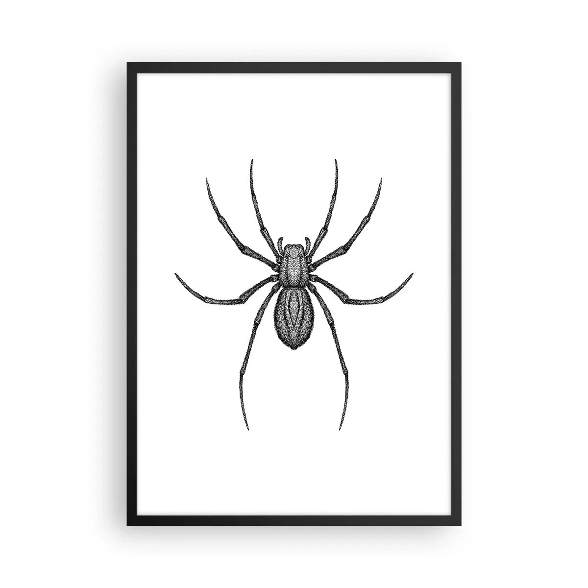 Affisch i svart ram - Detaljerad illustration av en spindel på vit bakgrund - 50x70cm - Oroväckande precision - Modern väggdekoration för vardagsrum och sovrum ARTTOR