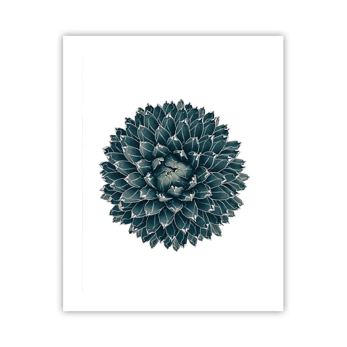 Affisch - Öknens stjärna - 40x50 cm