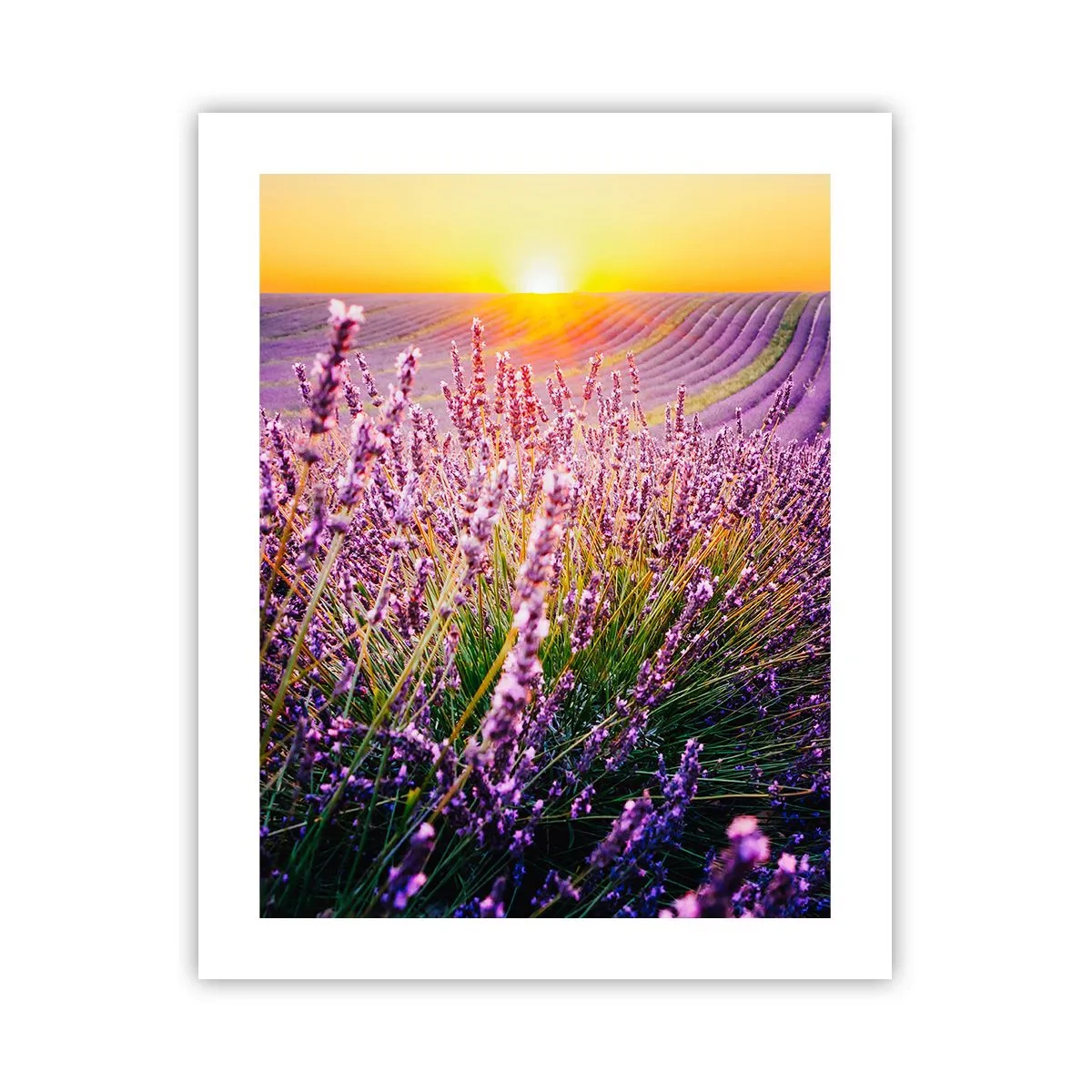 Affisch - Doftande åkermark - 40x50 cm