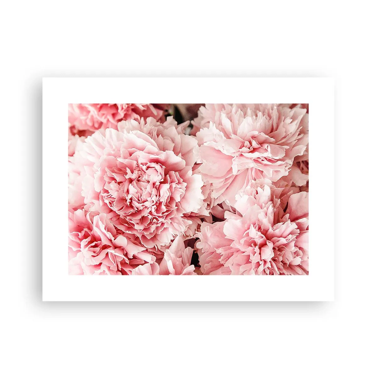 Affisch - Rosa dröm - 40x30 cm