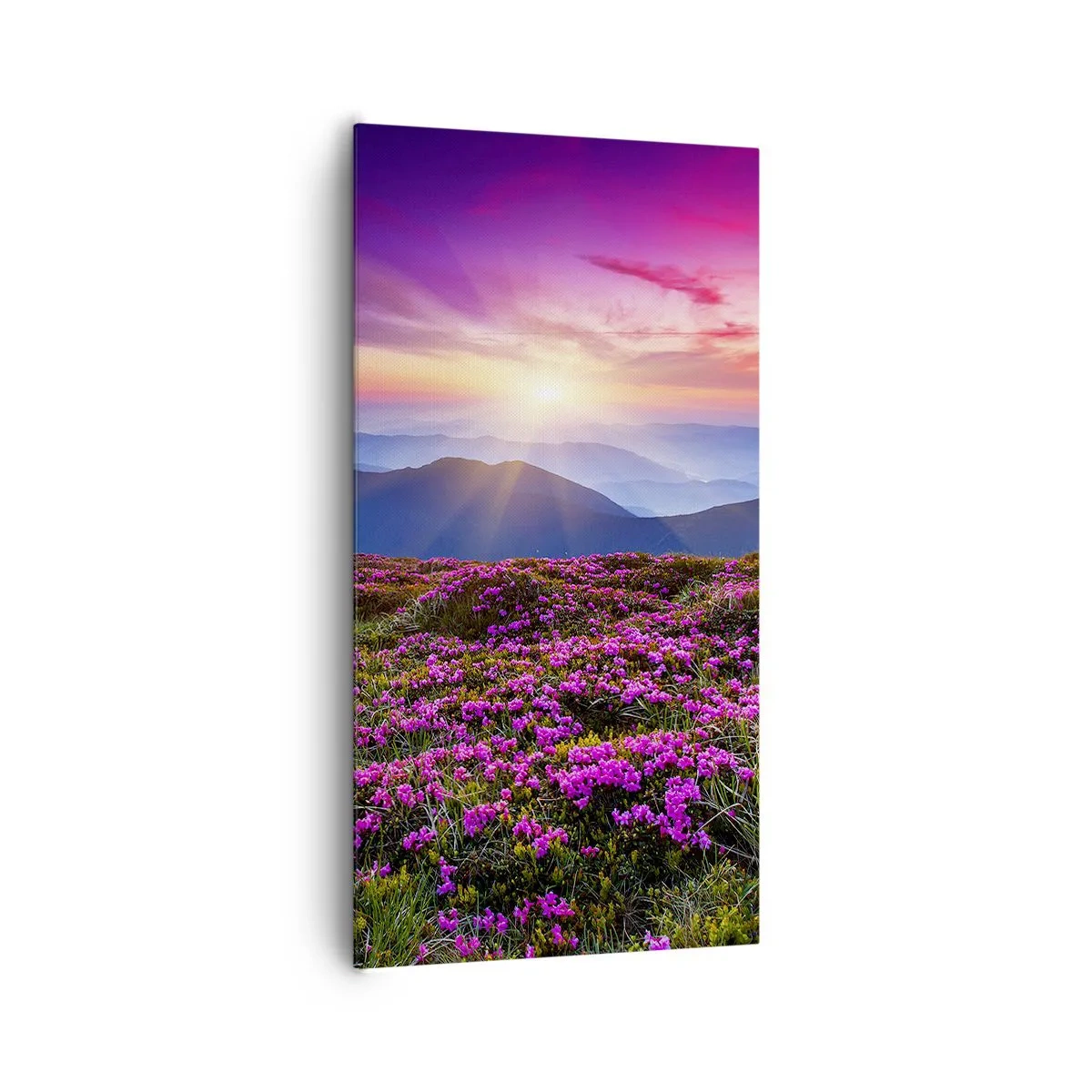 Canvastavla - Bild på duk - Doftande örter - 65x120 cm