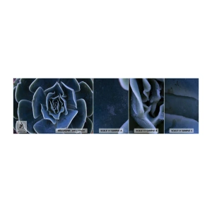 Fototapet Prov Standard Eco - Öknens blomma - Agave blomma, Blomma, Natur - 100x30 cm