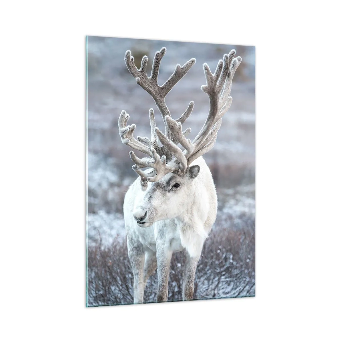 Glastavla - Bild på glas - Porträtt i solsken - 50x70 cm