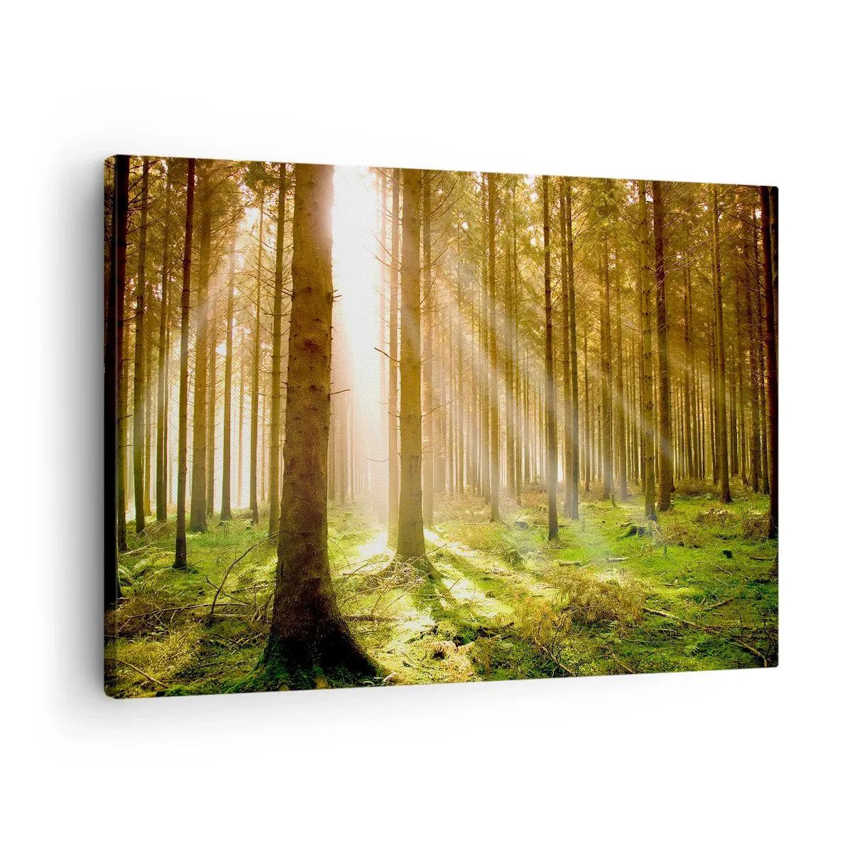 Canvastavla - Bild på duk - Barrskog med solstrålar som lyser genom träden - 70x50cm - Snart kommer alverna - Modern väggdekoration för vardagsrum och sovrum ARTTOR