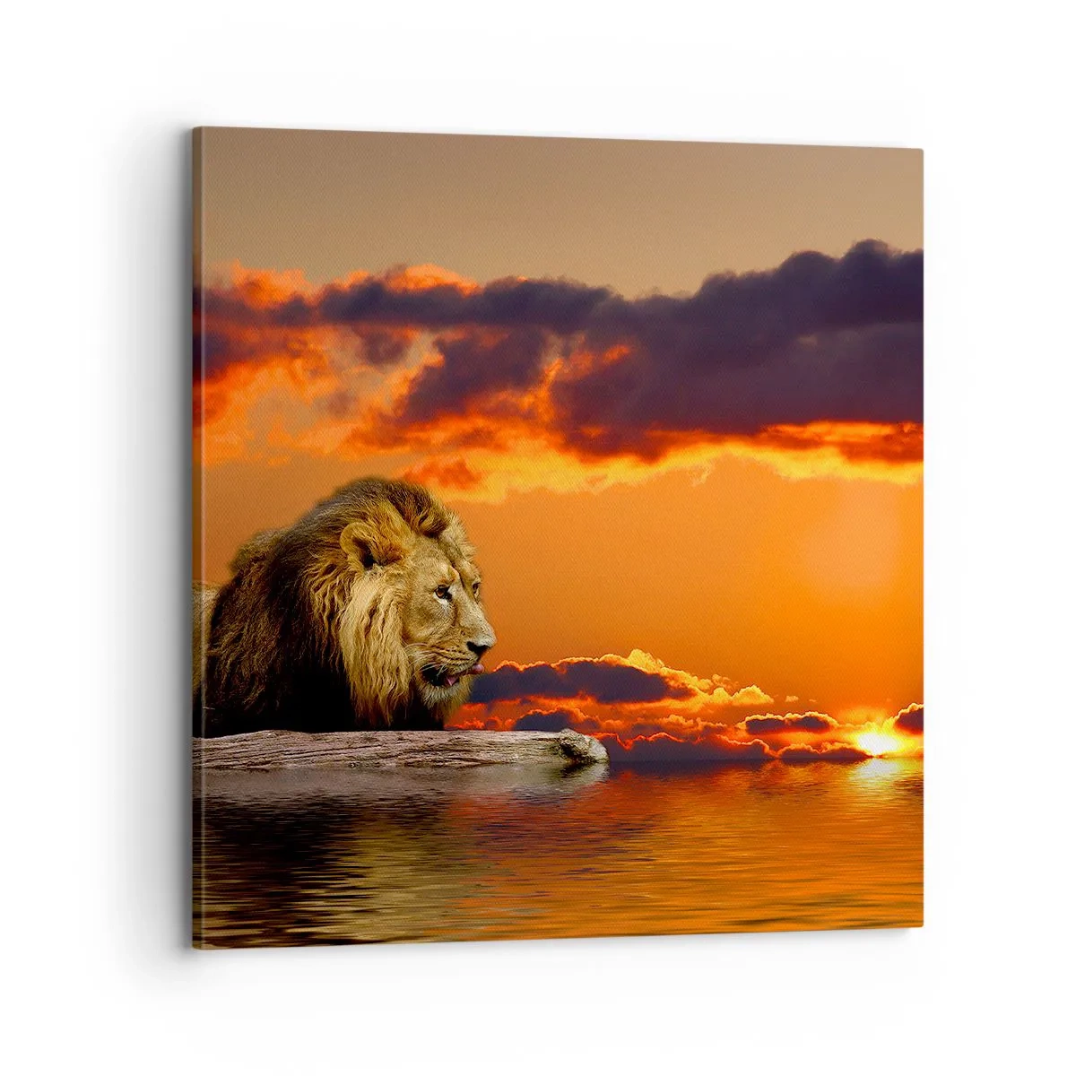 Canvastavla - Bild på duk - Naturens kung - 70x70 cm