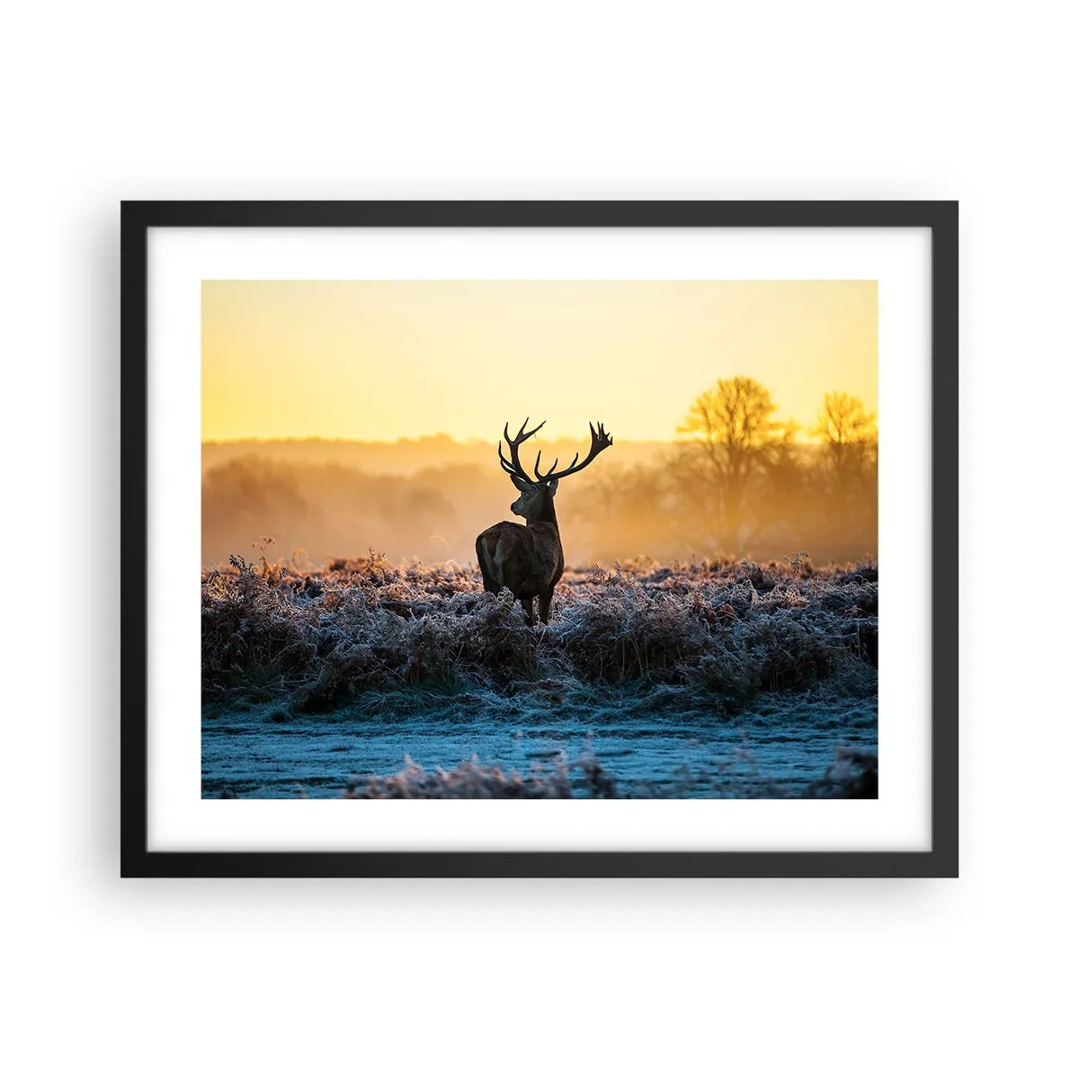 Affisch i svart ram - Krönt på sin mark - 50x40 cm