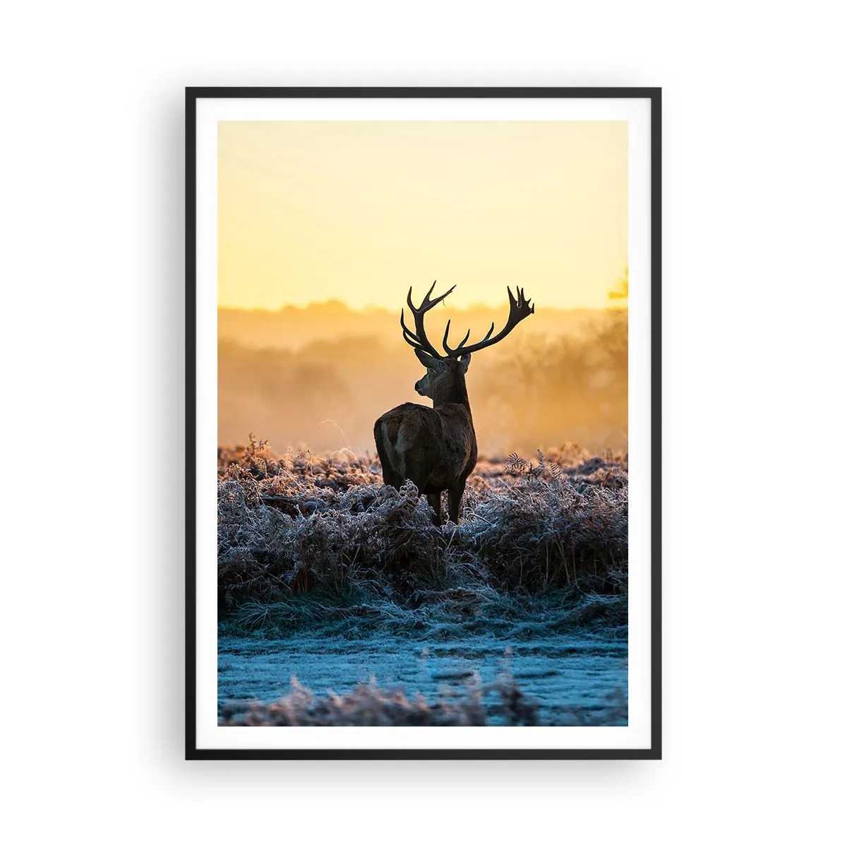 Affisch i svart ram - Krönt på sin mark - 70x100 cm