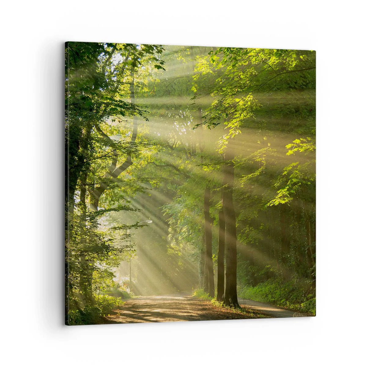Canvastavla - Bild på duk - En stund i skogen - 50x50 cm