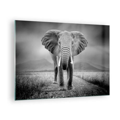 Glastavla - Bild på glas - Elefant på savannen i svartvitt - 70x50cm - Värden hälsar välkommen - Modern väggdekoration för vardagsrum och sovrum ARTTOR