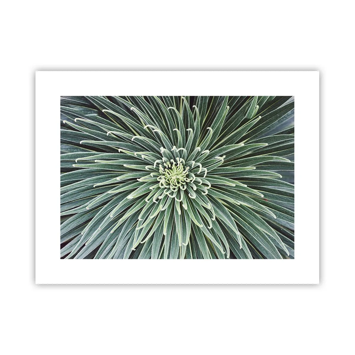 Affisch - Stjärna föds - 40x30 cm