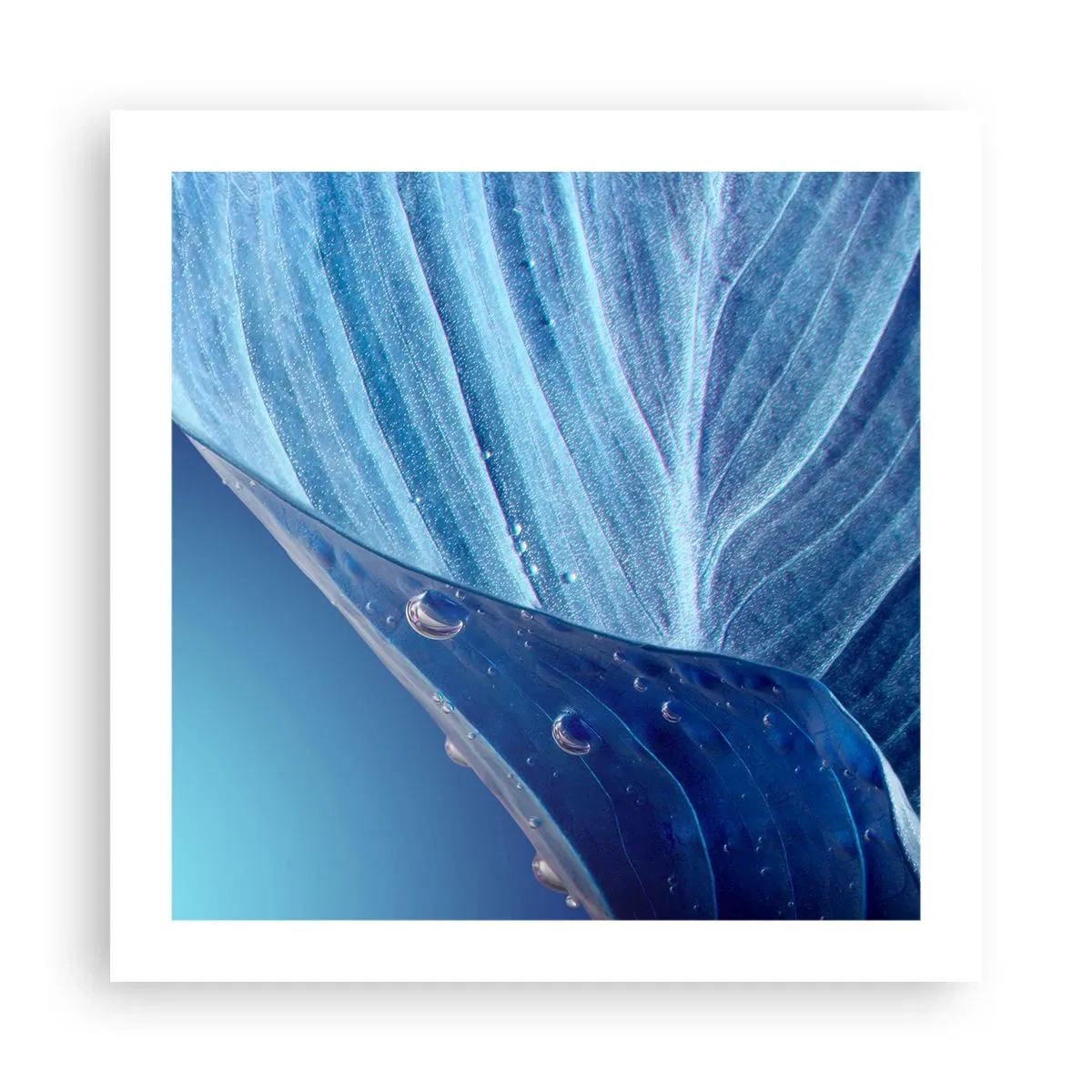 Affisch - Dolda droppar av blått - 50x50 cm