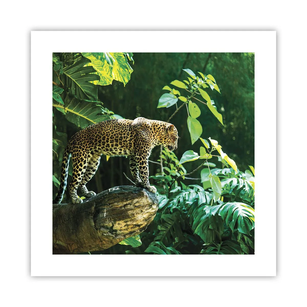 Affisch - På jakt? - 40x40 cm