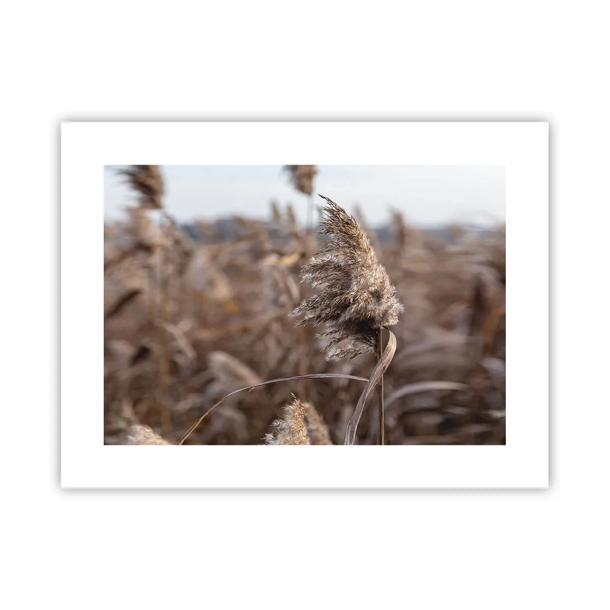 Affisch - Dags att flyga bort med vinden - 40x30 cm