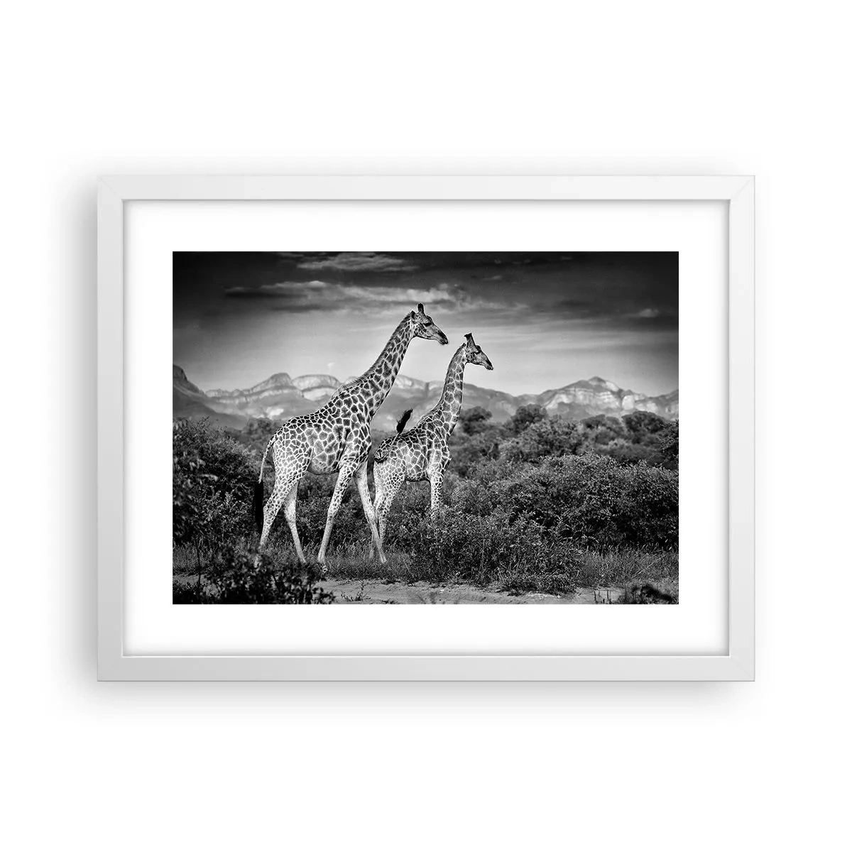 Affisch i vit ram - Högre klasser i Afrika - 40x30 cm