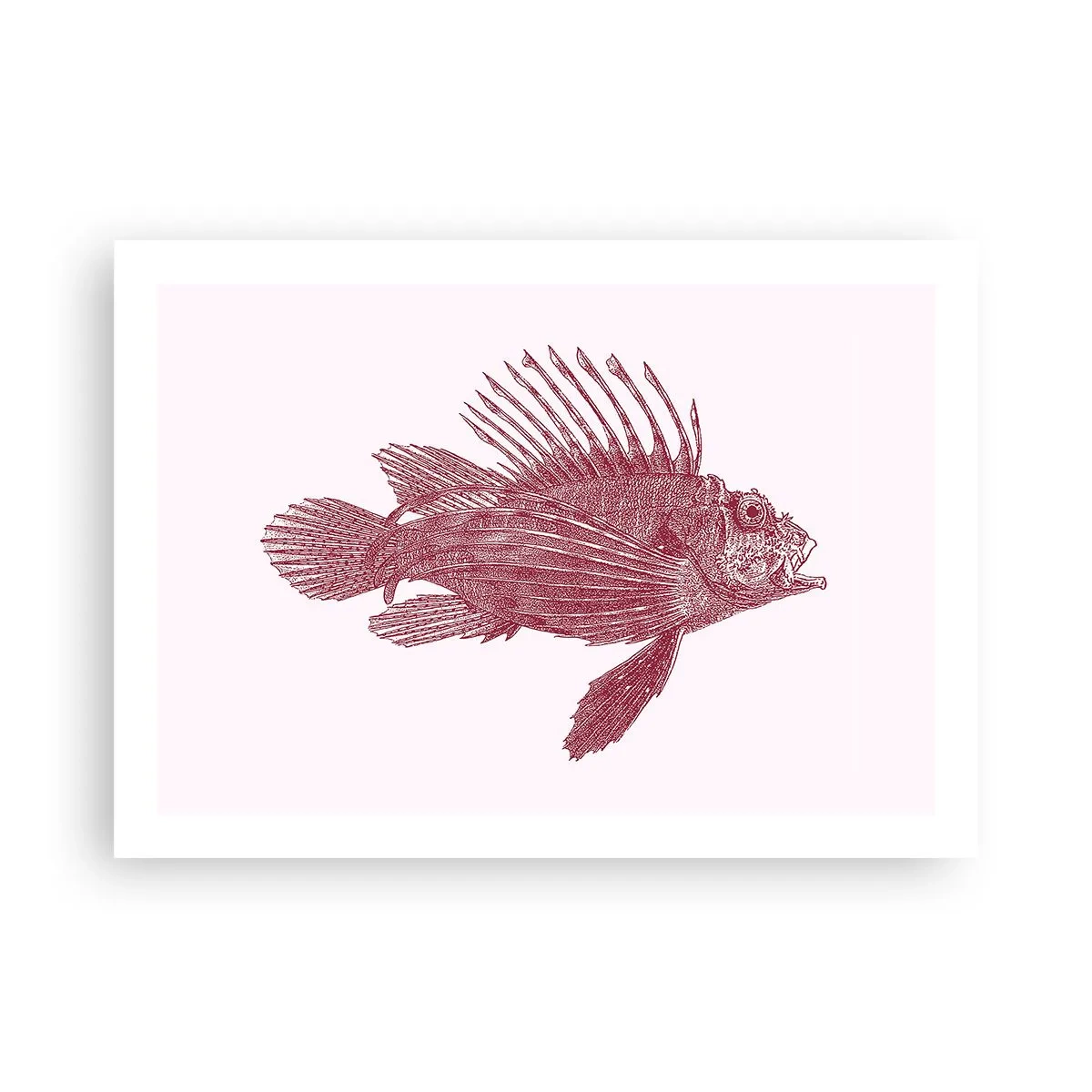 Affisch - En invånare i exotiska vatten - 70x50 cm