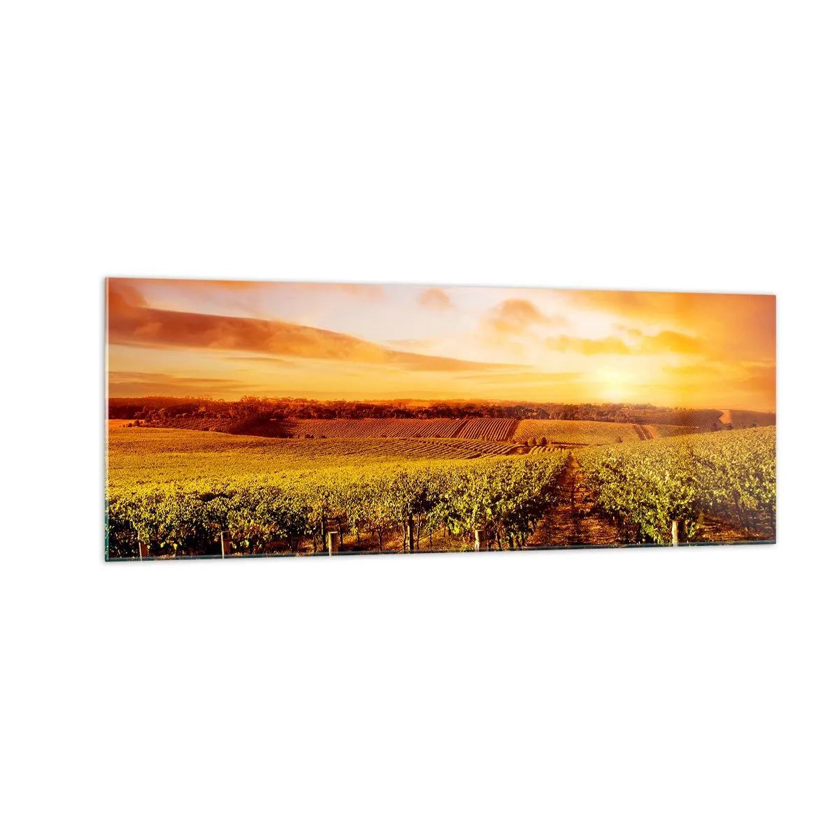 Glastavla - Bild på glas - Fina druvor med en gnutta sol - 140x50 cm