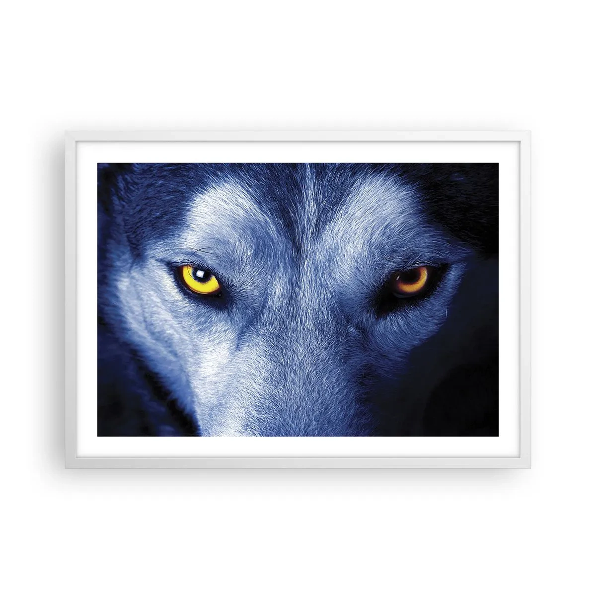 Affisch i vit ram - Hypnotiserade titt - 70x50 cm