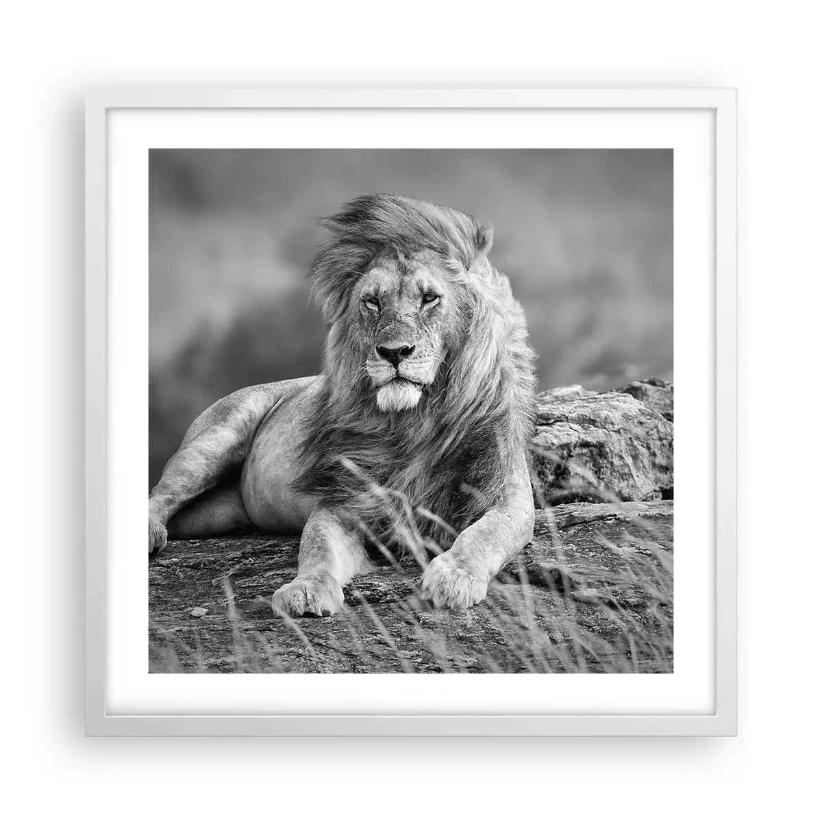 Affisch i vit ram - Kunglig siesta - 50x50 cm