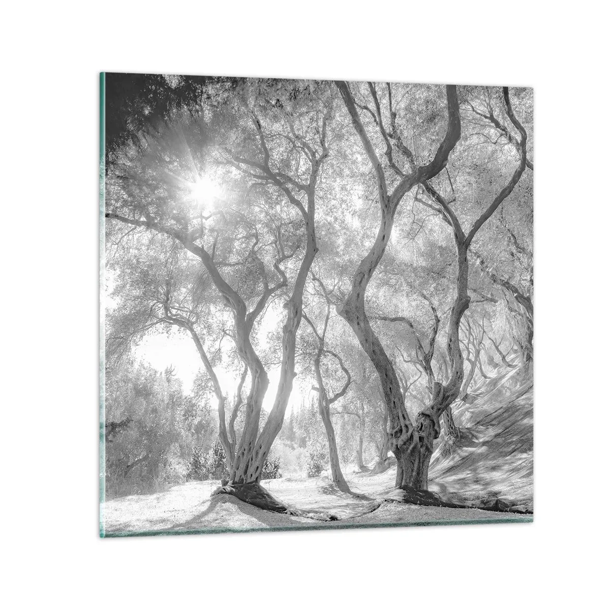 Glastavla - Bild på glas - I en olivlund - 40x40 cm