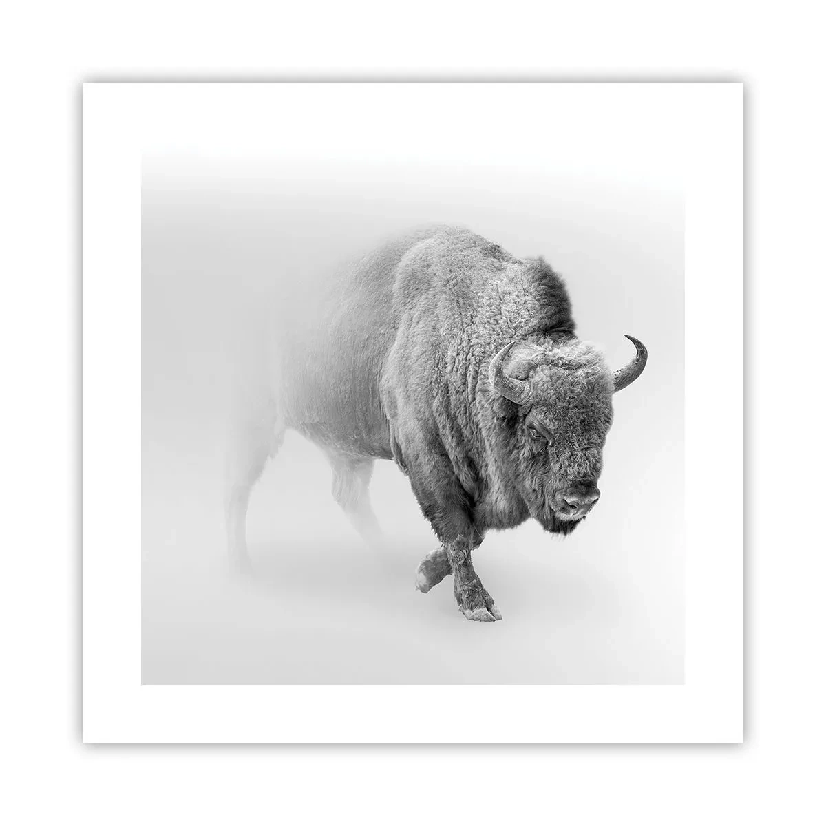 Affisch - Präriens kung - 40x40 cm