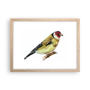 Affisch i ram av ljusek - Fågelporträtt - 40x30 cm