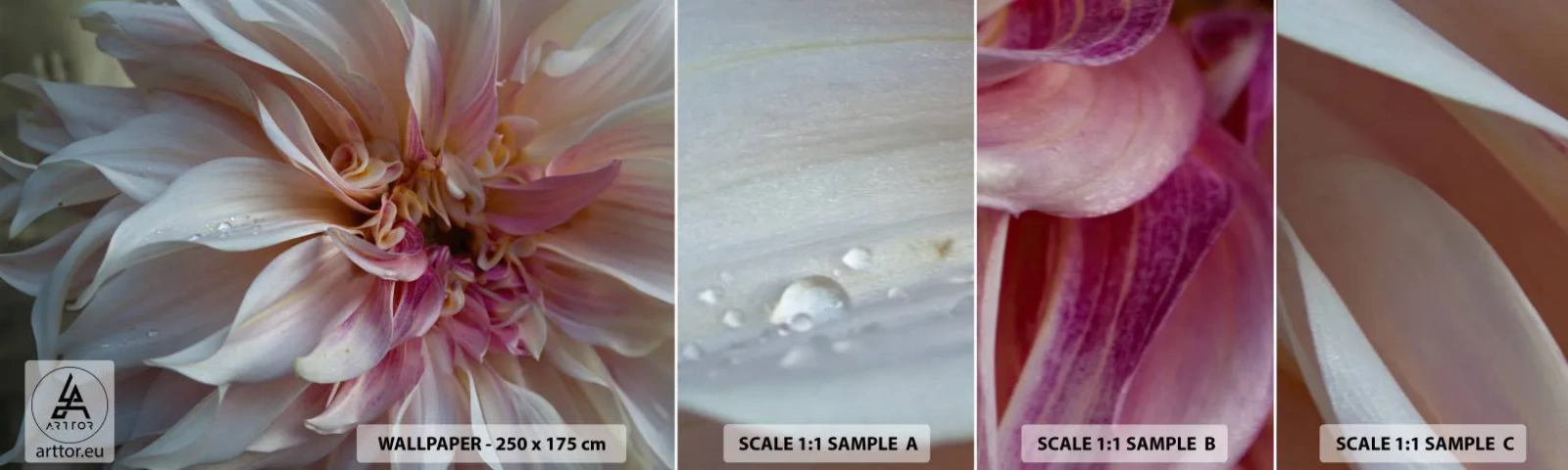 Provbit av självhäftande fototapet Deluxe Sticker - Blommande friskhet - Blomma, Dahlia, Växt - 100x30 cm