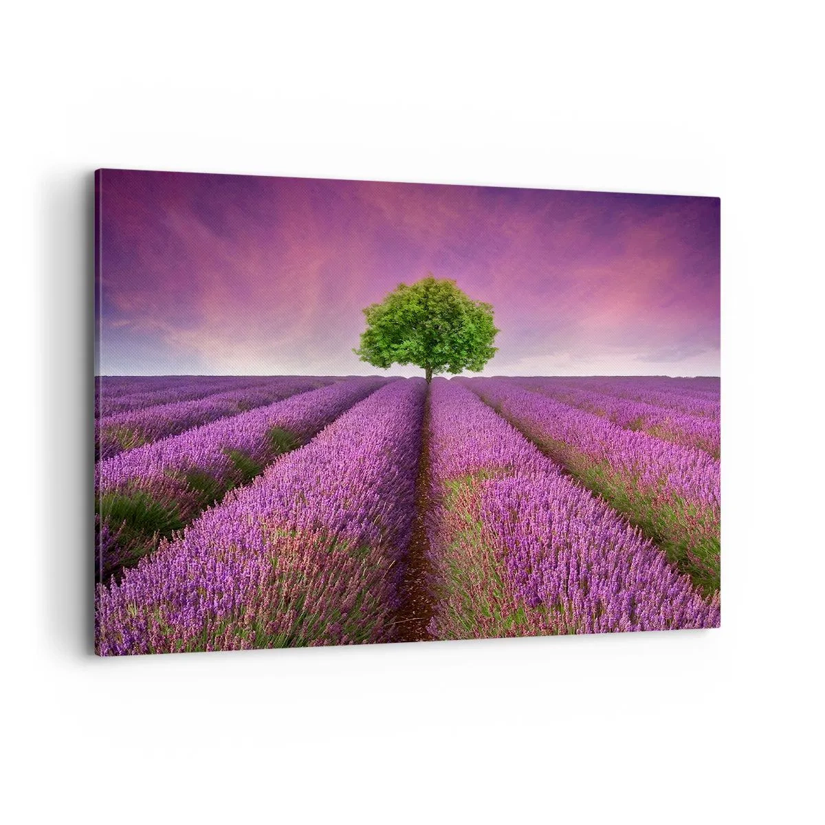 Canvastavla - Bild på duk - På lavendelåkrarna - 100x70 cm