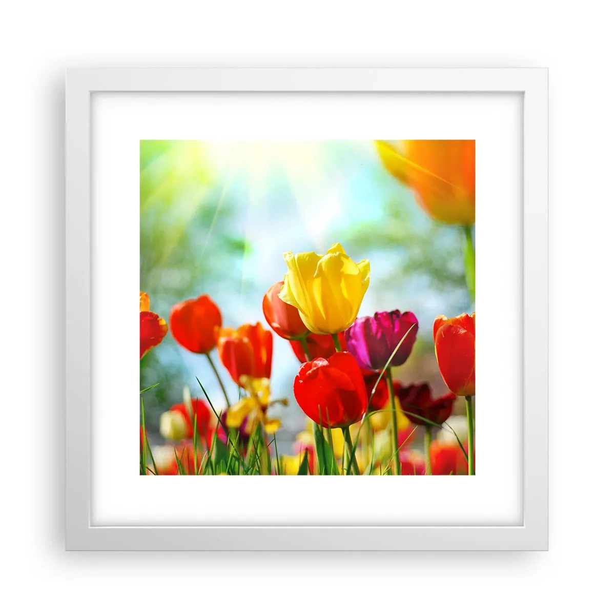 Affisch i vit ram - Solens alla färger - 30x30 cm
