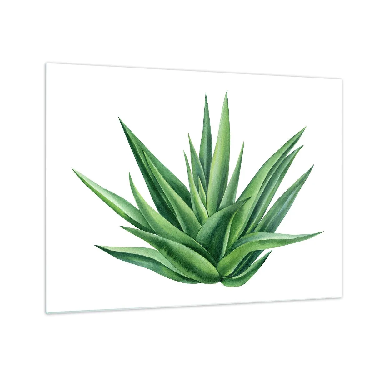 Glastavla - Bild på glas - En grön växt med köttiga blad på en vit bakgrund - 70x50cm - Grönt - styrka - liv - Modern väggdekoration för vardagsrum och sovrum ARTTOR