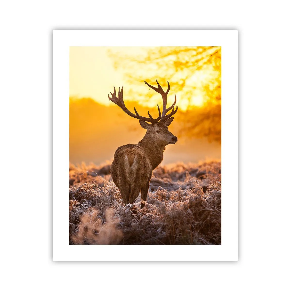 Affisch - Höstskogens kung - 40x50 cm