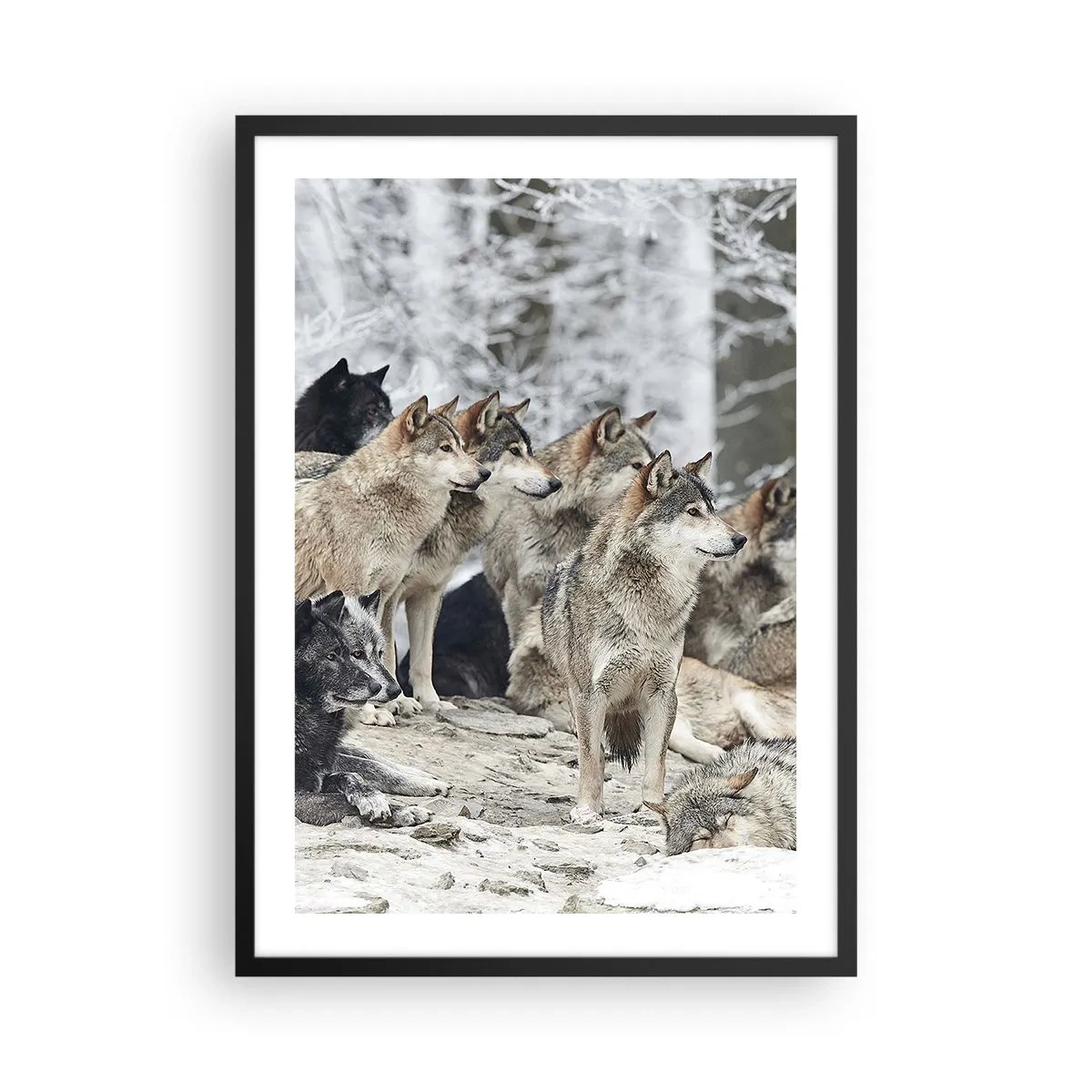 Affisch i svart ram - En grupp vargar i vinterskogen - 50x70cm - Familj och vänner - Modern väggdekoration för vardagsrum och sovrum ARTTOR