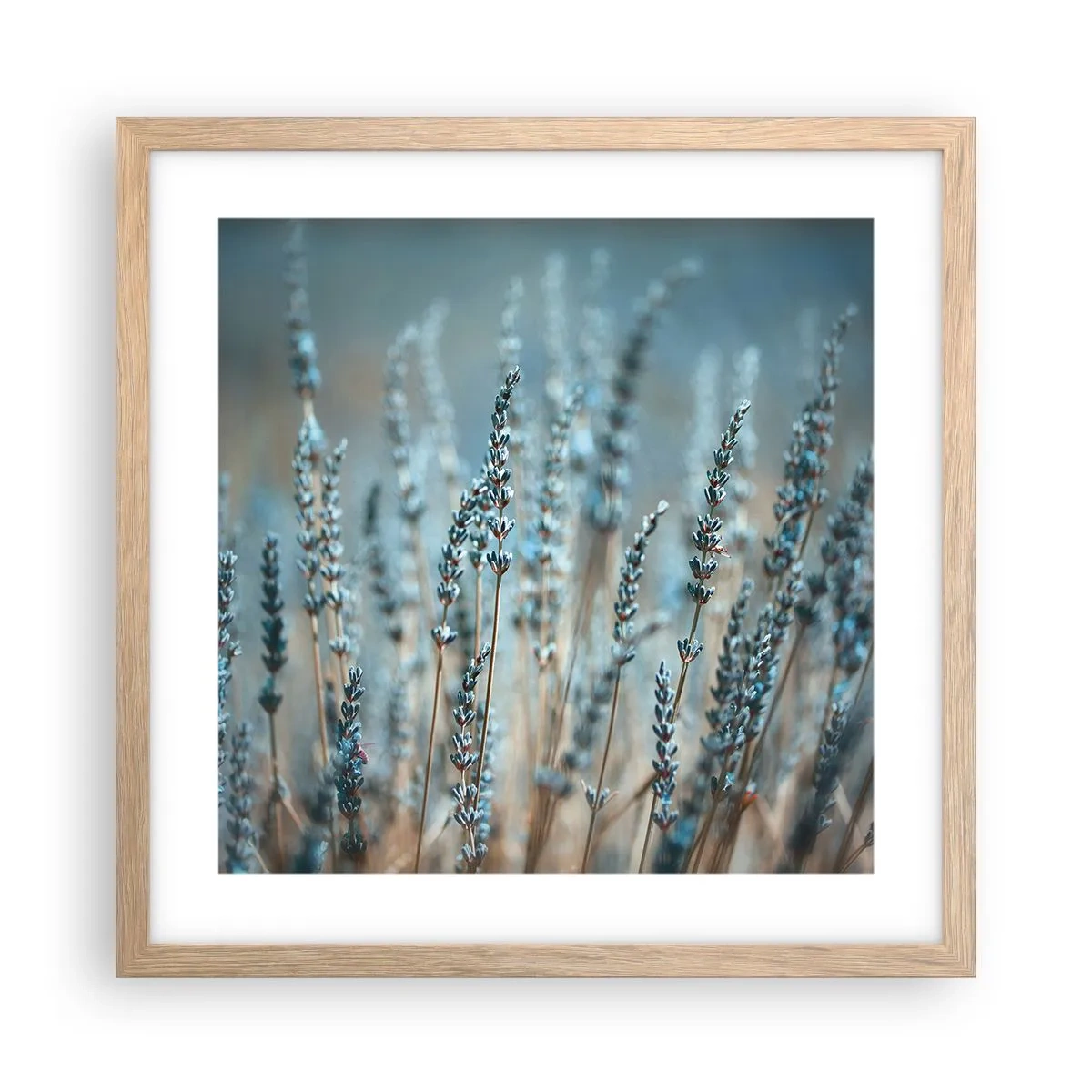 Affisch i ram av ljusek - Doftande åkermark - 40x40 cm