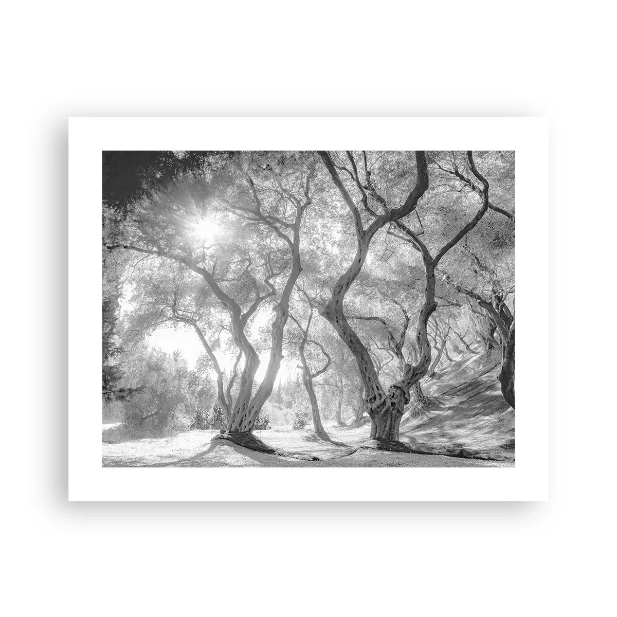 Affisch - I en olivlund - 50x40 cm