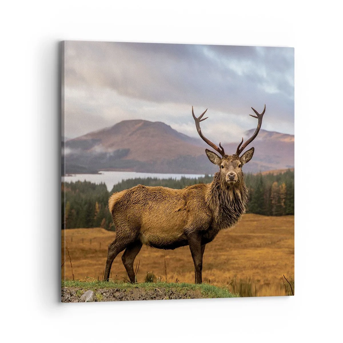 Canvastavla - Bild på duk - Naturens majestät - 70x70 cm