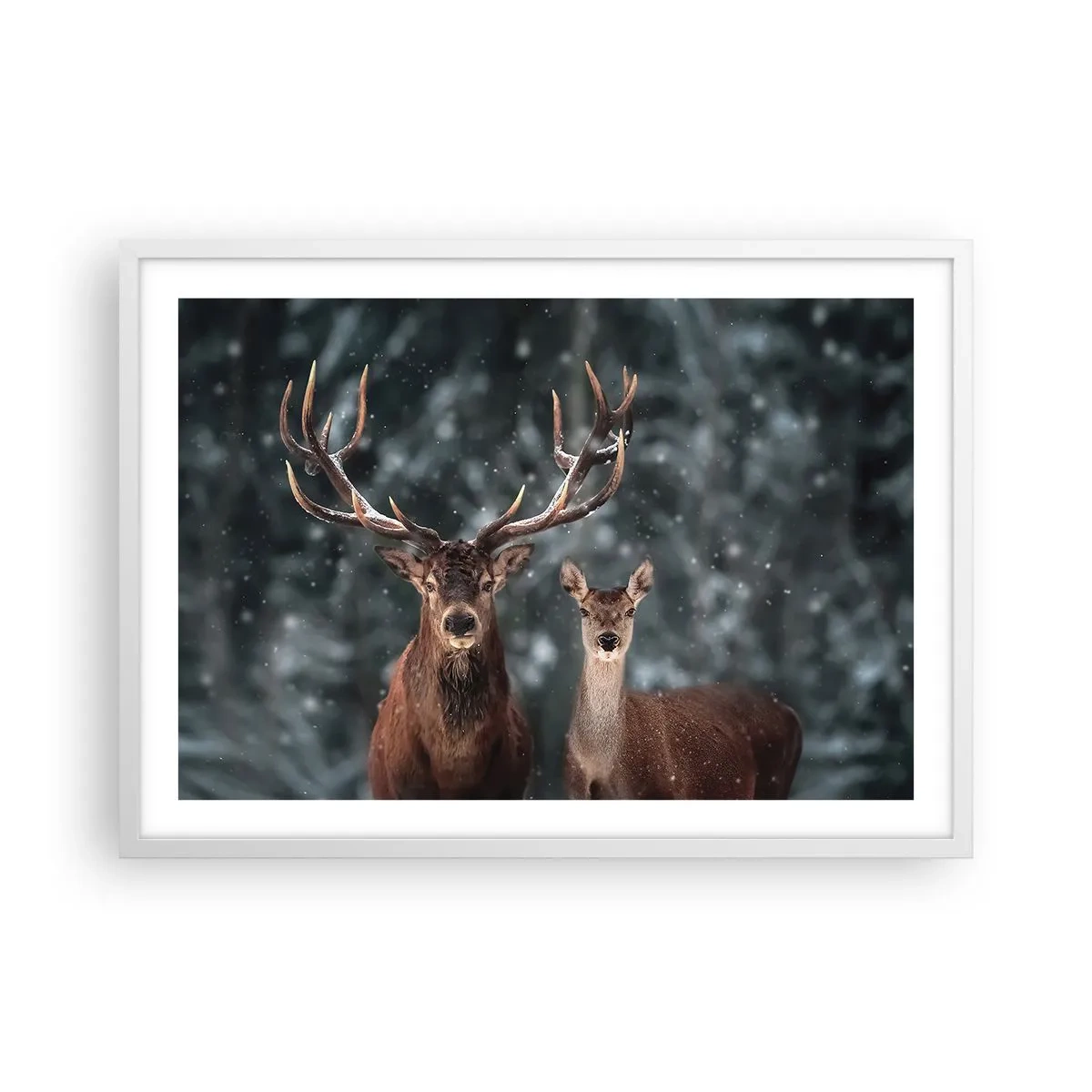 Affisch i vit ram - Skogens herre med hustrun - 70x50 cm