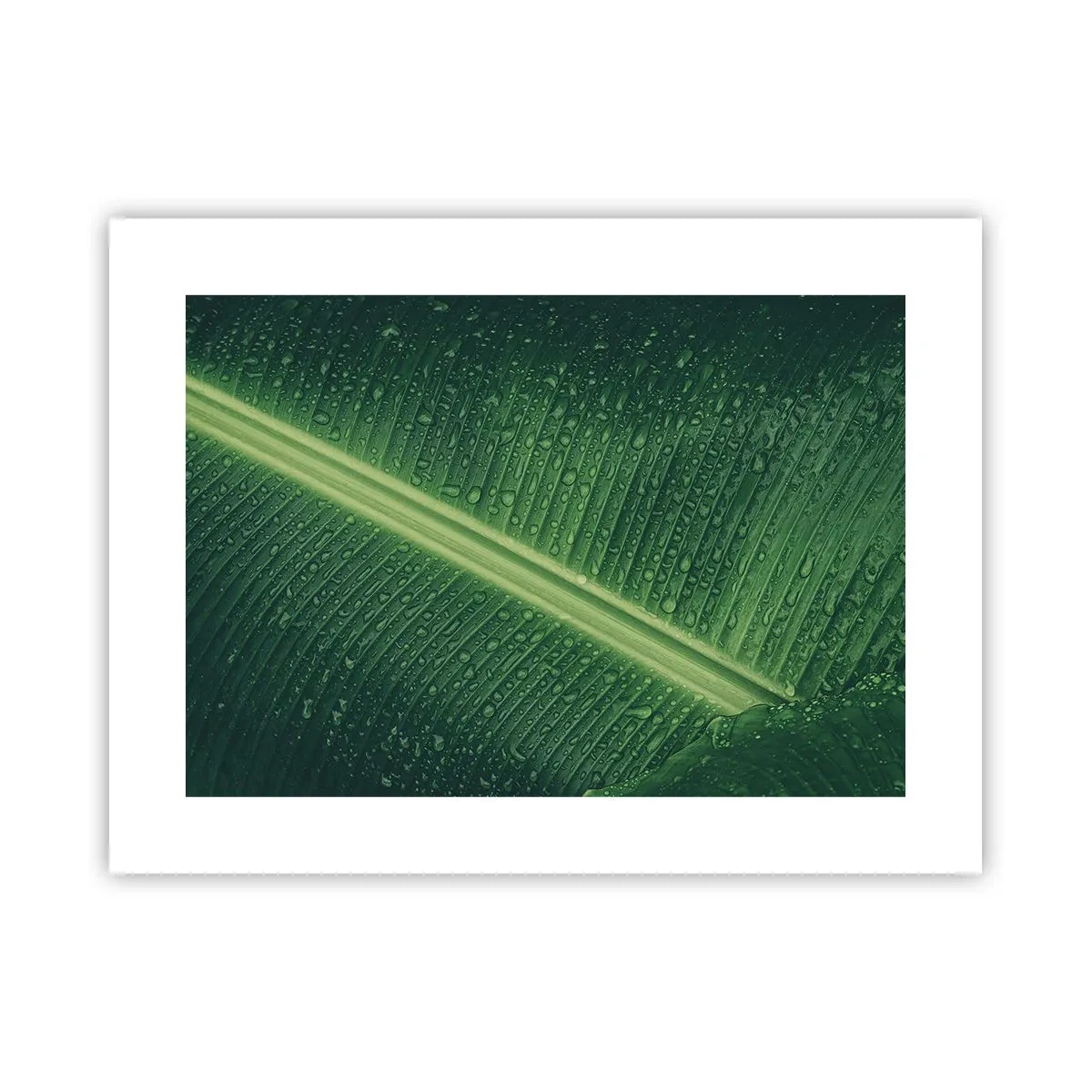 Affisch - Grönskans struktur - 40x30 cm