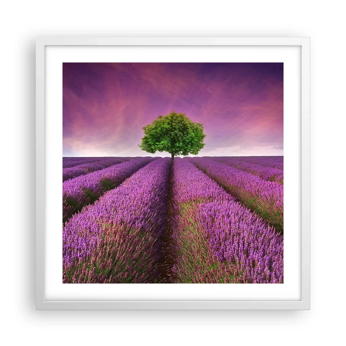 Affisch i vit ram - På lavendelåkrarna - 50x50 cm