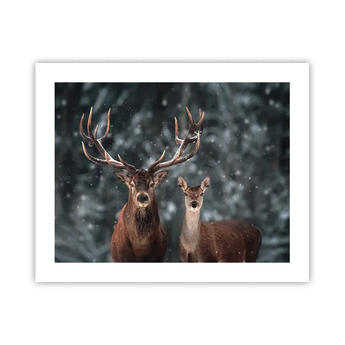 Affisch - Skogens herre med hustrun - 50x40 cm