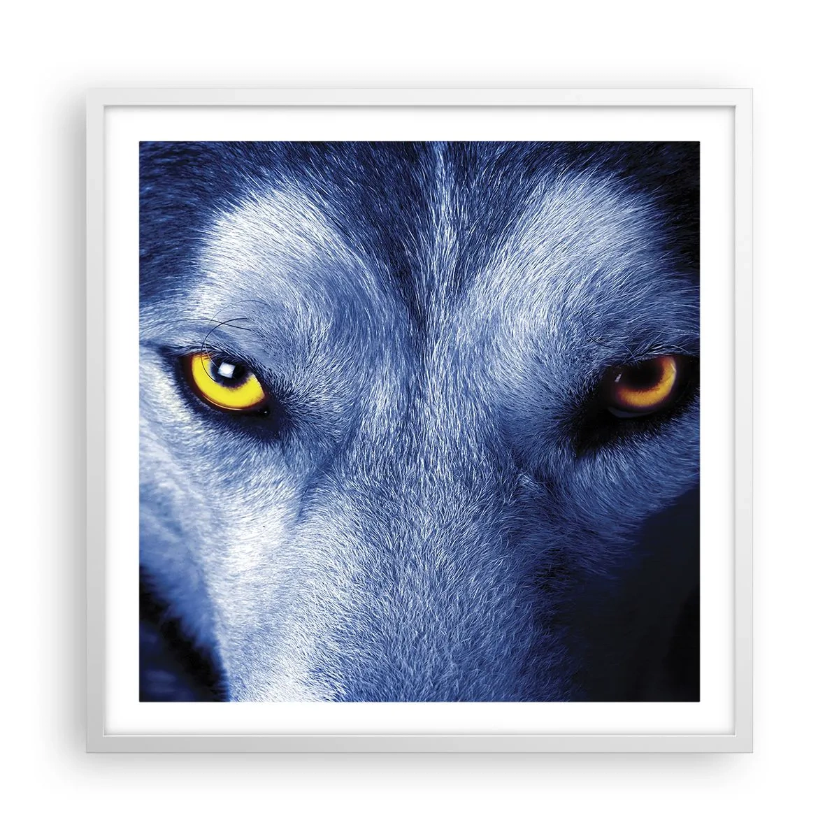 Affisch i vit ram - Hypnotiserade titt - 60x60 cm