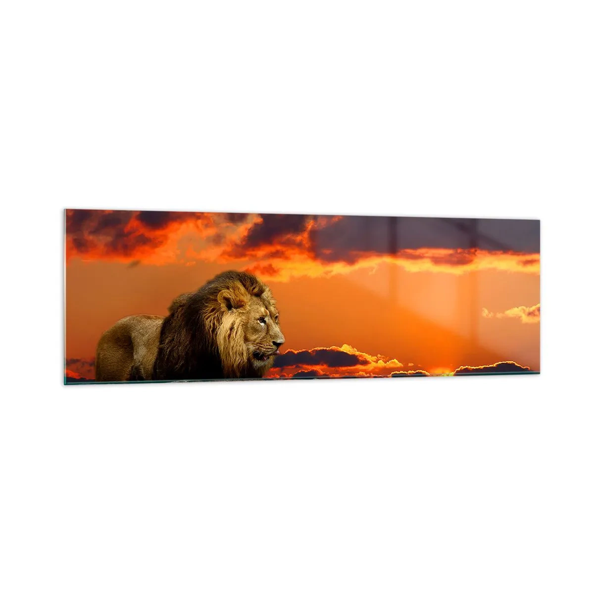 Glastavla - Bild på glas - Naturens kung - 160x50 cm