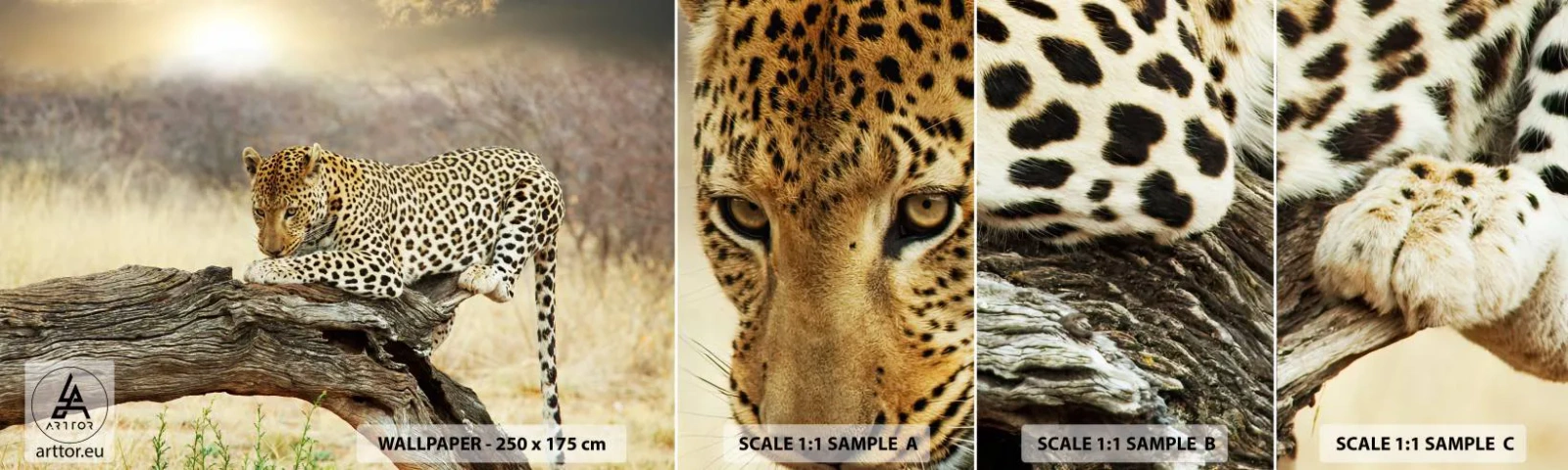 Provbit av självhäftande fototapet Deluxe Sticker - Jag går min egen väg - Djur, leopard, Afrika - 100x30 cm